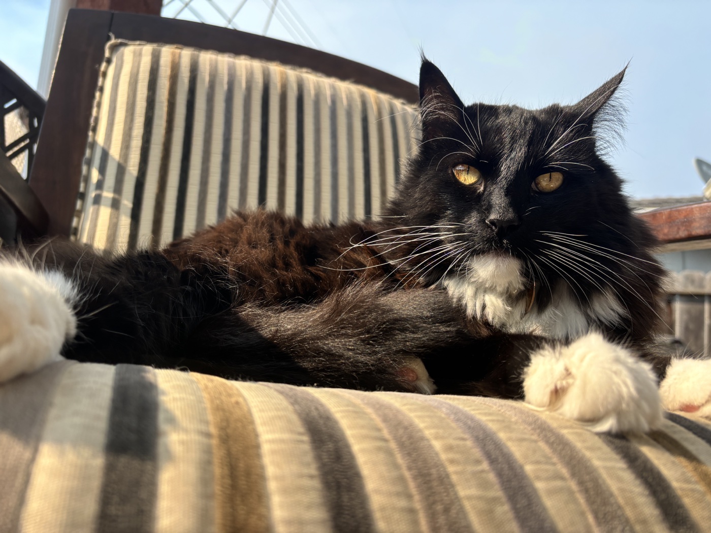 Berlioz, a large black Maine Coon mix cat, lounging on patio cushions