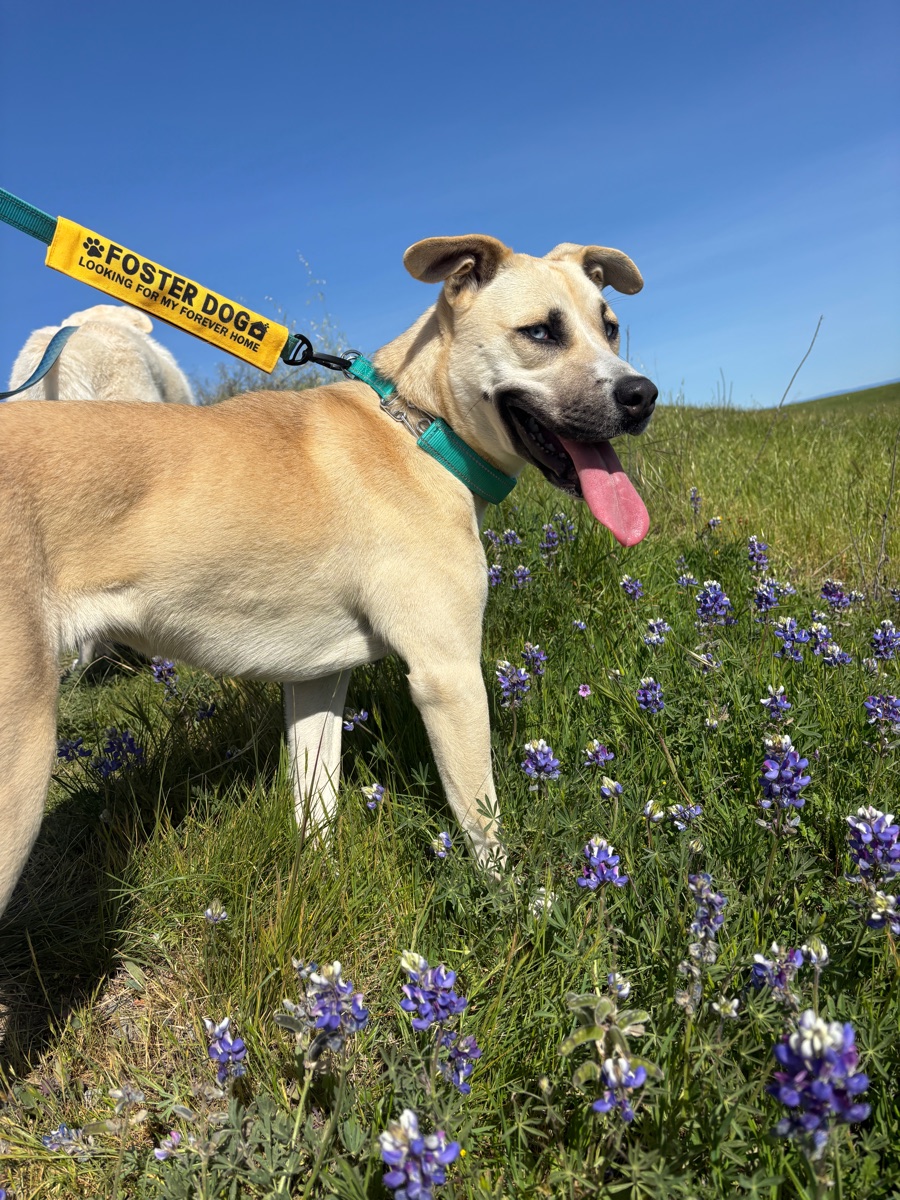 Summer on a hillside of lupines wearing a Foster Dog leash tag
