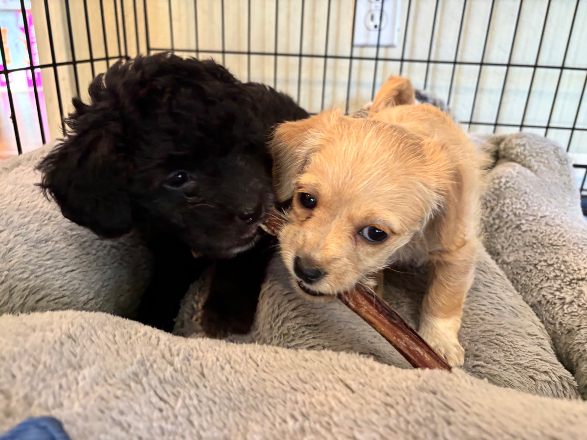 Blondie & Noodle