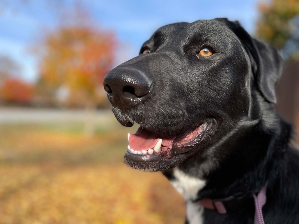 Lila