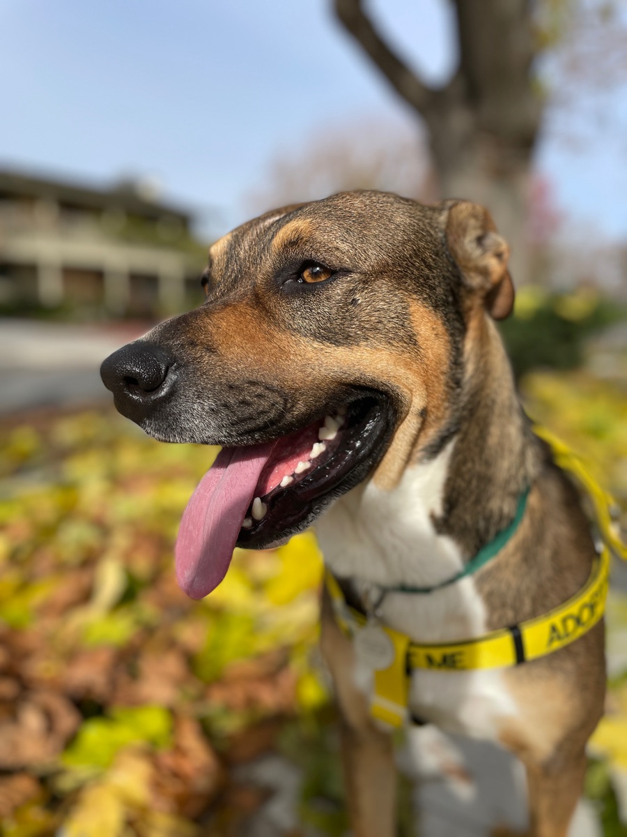 Rufus