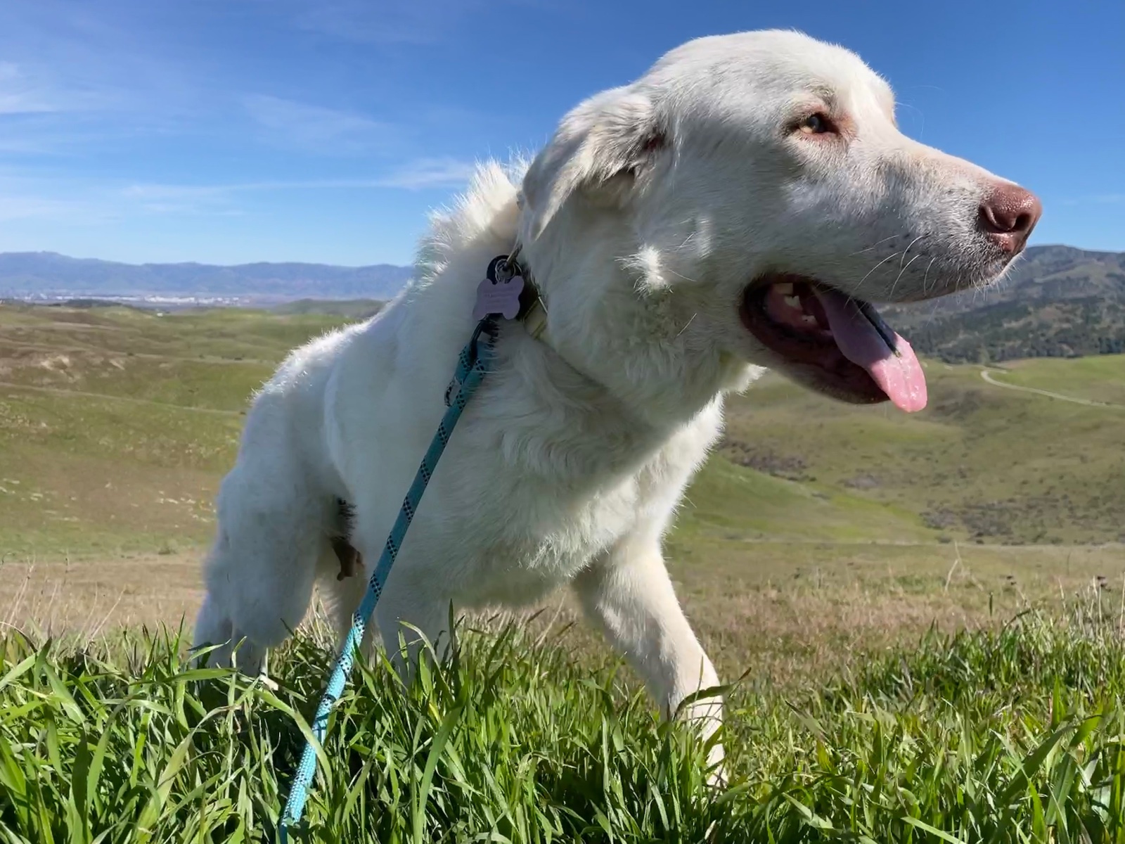Luna the Great Pyrenees hiking on a green hillside