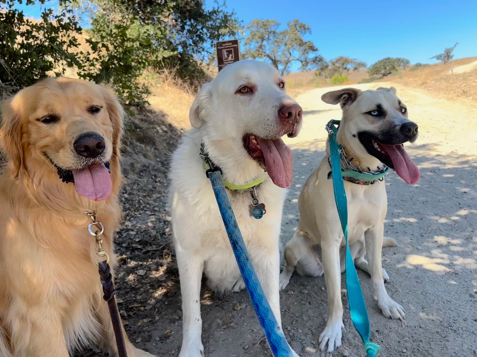 Doc, Summer, and Luna sitting together on a hiking trail
