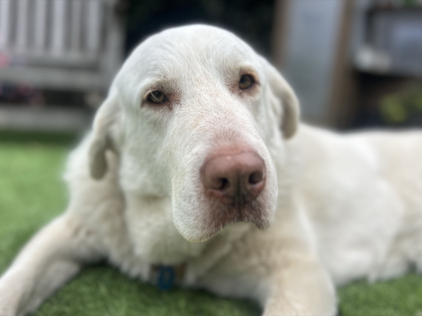 Luna, a white Great Pyrenees, lying on the grass