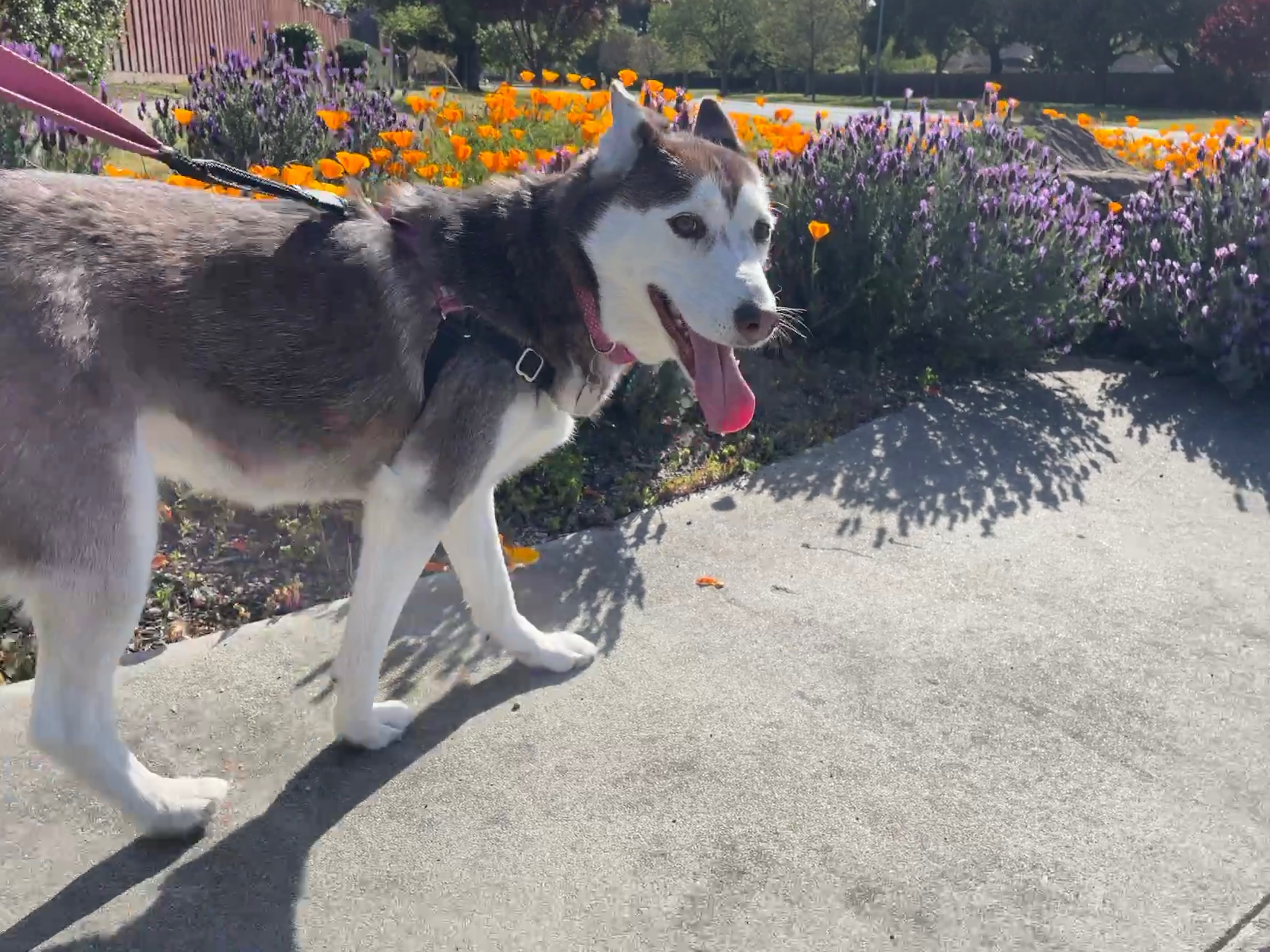 Sasha the husky walking past California poppies and lavender