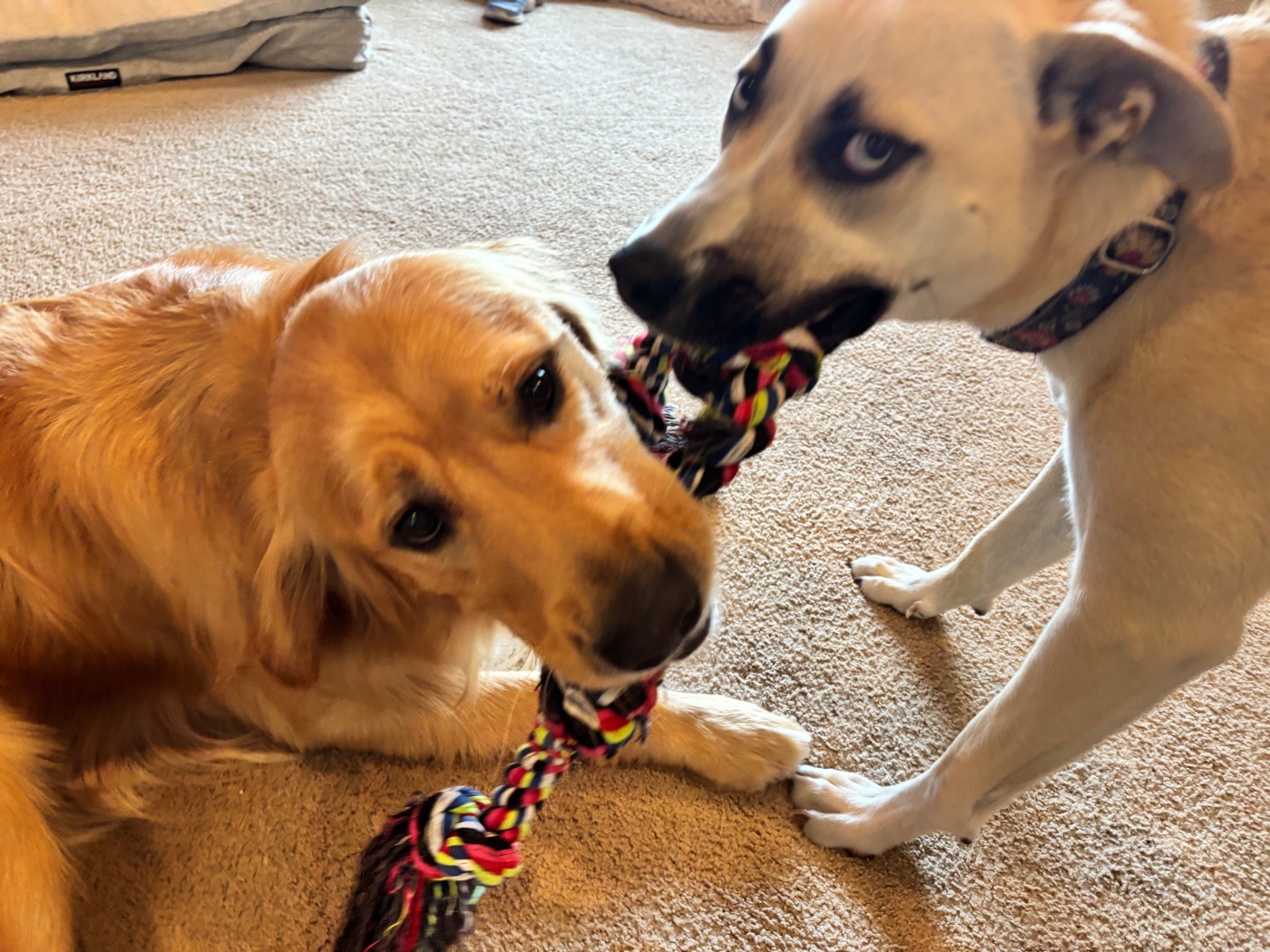 Two dogs playing tug-of-war with a rope toy