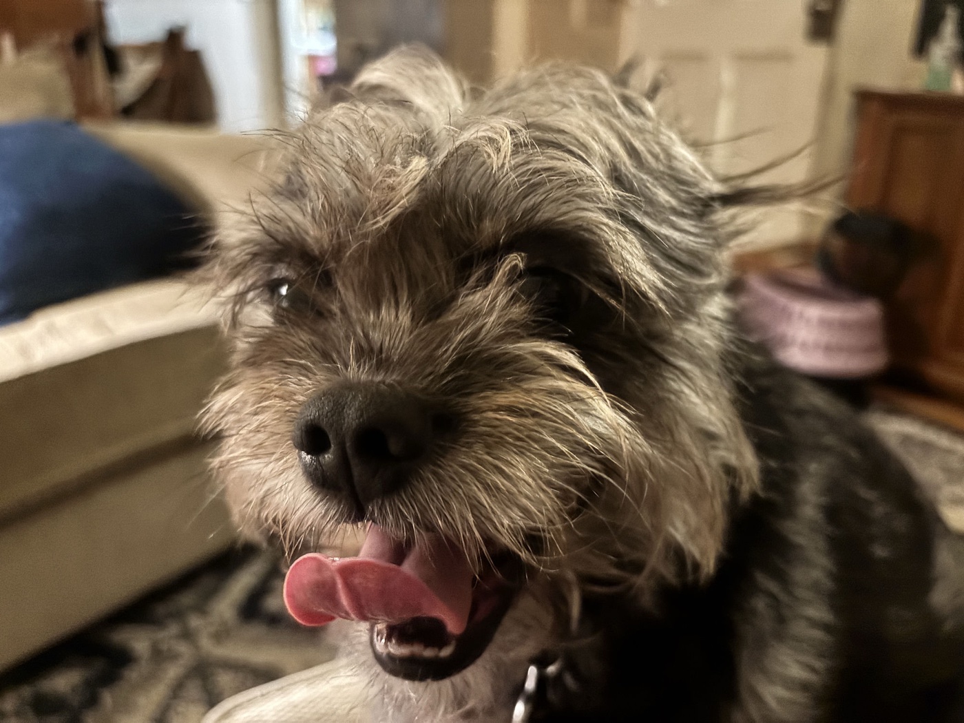 A scruffy, happy terrier at home